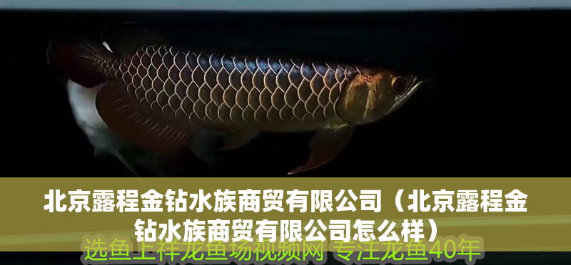 北京露程金鉆水族商貿有限公司（北京露程金鉆水族商貿有限公司怎么樣）