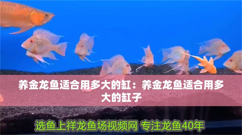 養金龍魚適合用多大的缸：養金龍魚適合用多大的缸子