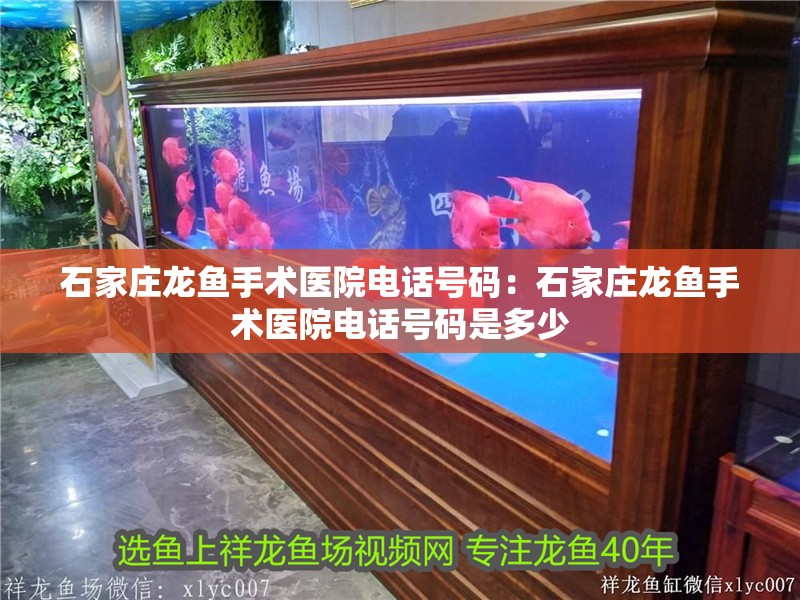 石家莊龍魚手術醫院電話號碼：石家莊龍魚手術醫院電話號碼是多少