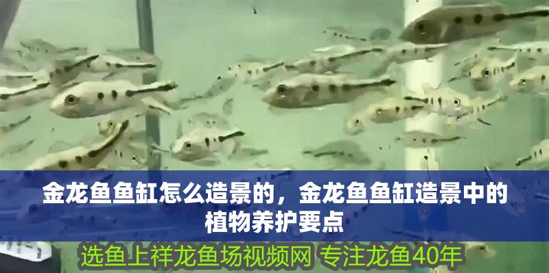 金龍魚魚缸怎么造景的，金龍魚魚缸造景中的植物養(yǎng)護(hù)要點(diǎn)