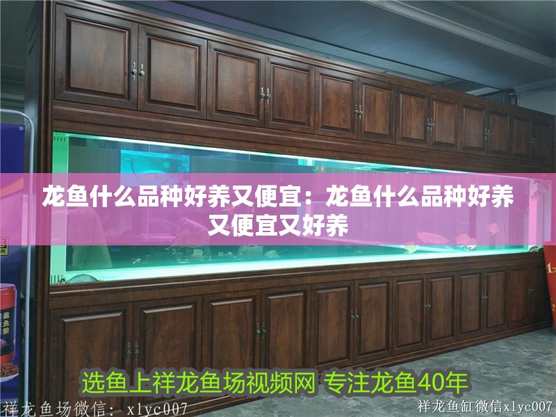 龍魚什么品種好養(yǎng)又便宜：龍魚什么品種好養(yǎng)又便宜又好養(yǎng)