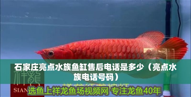 石家莊亮點水族魚缸售后電話是多少（亮點水族電話號碼）