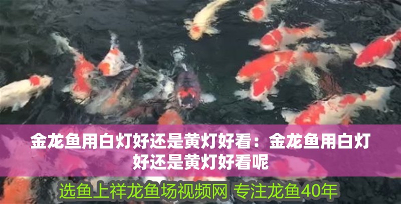 金龍魚用白燈好還是黃燈好看：金龍魚用白燈好還是黃燈好看呢