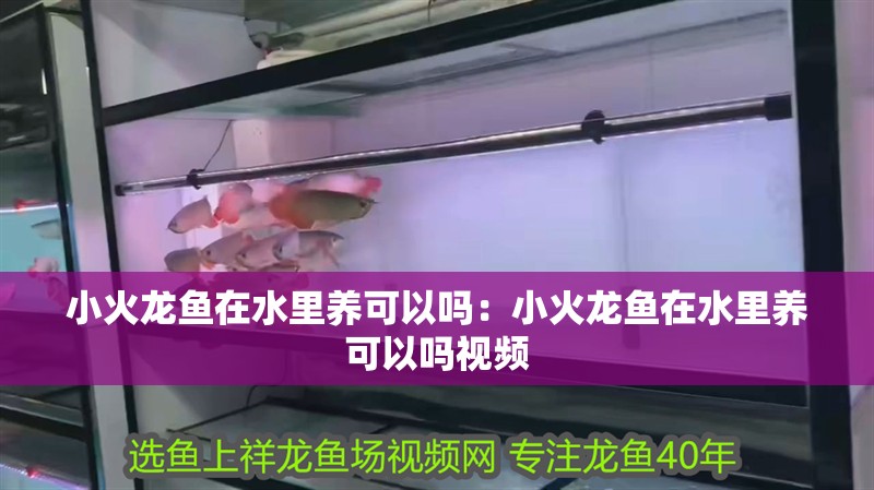 小火龍魚在水里養可以嗎：小火龍魚在水里養可以嗎視頻