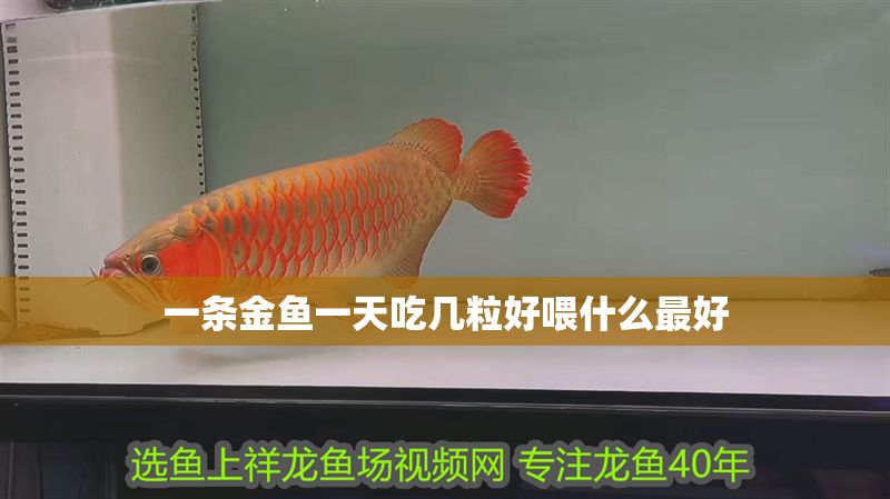 一條金魚一天吃幾粒好喂什么最好 一條金魚一天吃幾粒好喂什么最好 魟魚百科 第1張