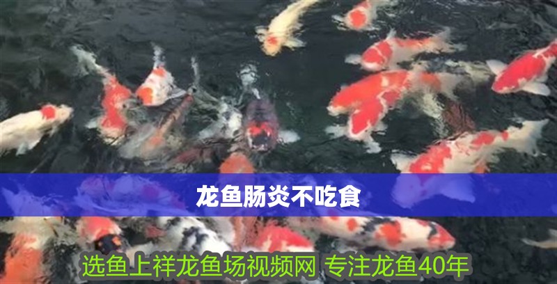 龍魚腸炎不吃食