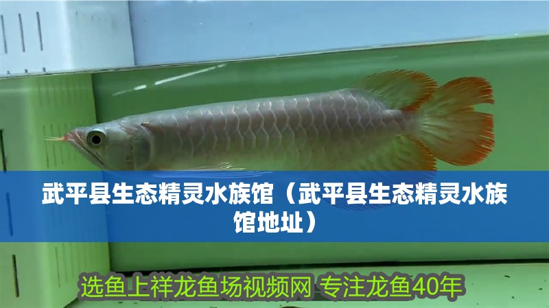 武平縣生態(tài)精靈水族館（武平縣生態(tài)精靈水族館地址）