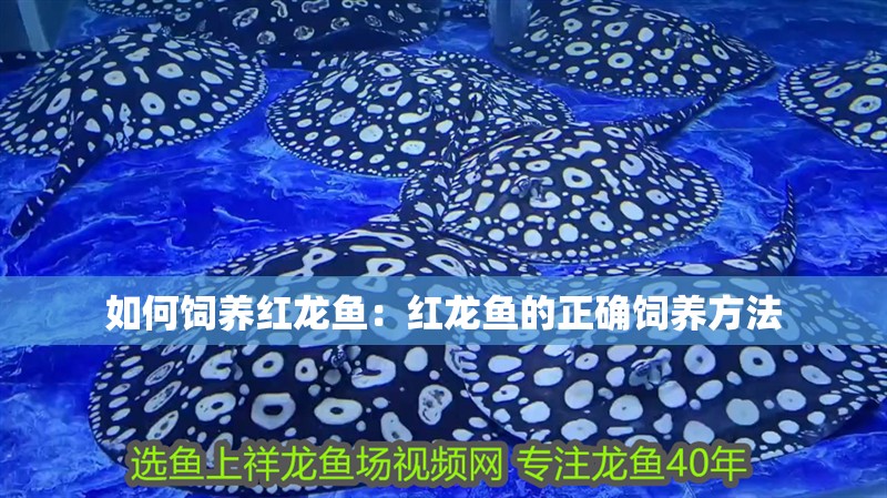 如何飼養(yǎng)紅龍魚(yú)：紅龍魚(yú)的正確飼養(yǎng)方法