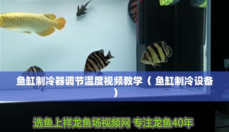 魚缸制冷器調節溫度視頻教學（ 魚缸制冷設備）