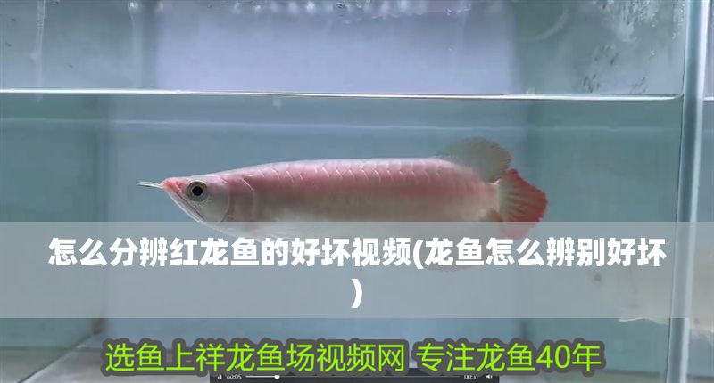 怎么分辨紅龍魚的好壞視頻(龍魚怎么辨別好壞)