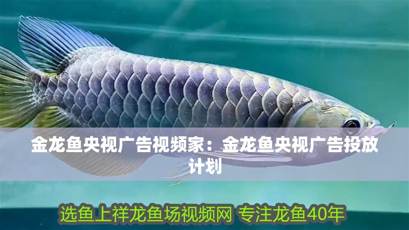 金龍魚央視廣告視頻家：金龍魚央視廣告投放計劃