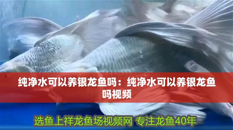 純凈水可以養銀龍魚嗎：純凈水可以養銀龍魚嗎視頻