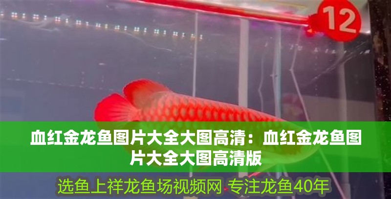 血紅金龍魚圖片大全大圖高清：血紅金龍魚圖片大全大圖高清版
