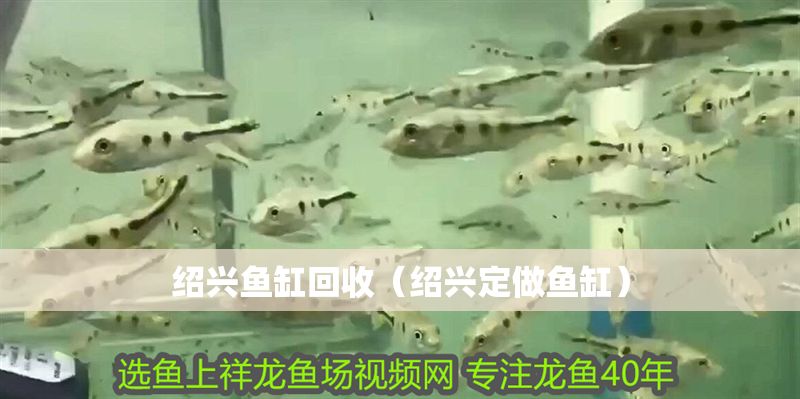 紹興魚缸回收（紹興定做魚缸）