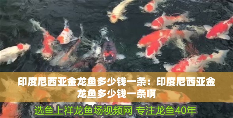 印度尼西亞金龍魚多少錢一條：印度尼西亞金龍魚多少錢一條啊
