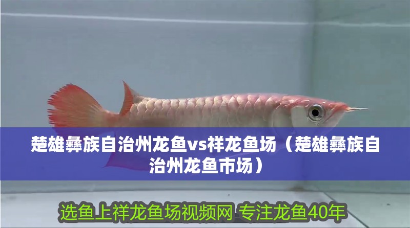 楚雄彝族自治州龍魚vs祥龍魚場（楚雄彝族自治州龍魚市場）