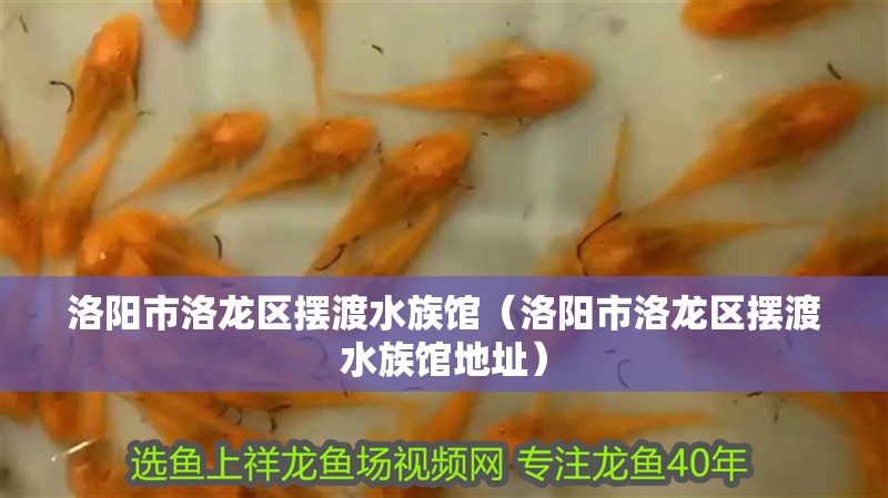 洛陽(yáng)市洛龍區(qū)擺渡水族館（洛陽(yáng)市洛龍區(qū)擺渡水族館地址）