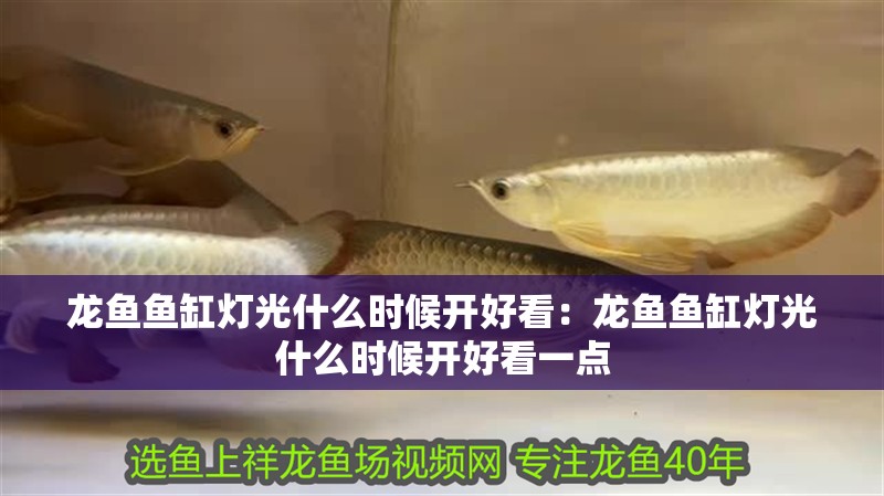 龍魚魚缸燈光什么時候開好看：龍魚魚缸燈光什么時候開好看一點