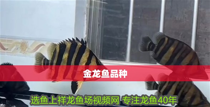 金龍魚品種