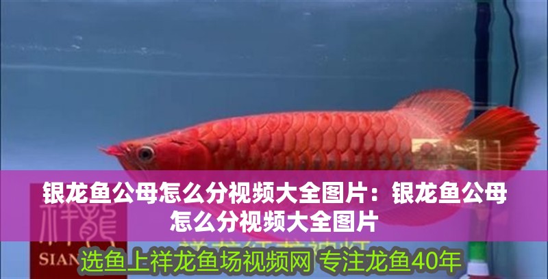 銀龍魚(yú)公母怎么分視頻大全圖片：銀龍魚(yú)公母怎么分視頻大全圖片