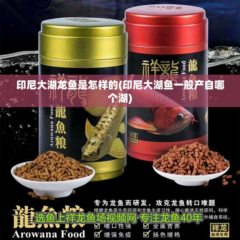 印尼大湖龍魚是怎樣的(印尼大湖魚一般產(chǎn)自哪個湖)