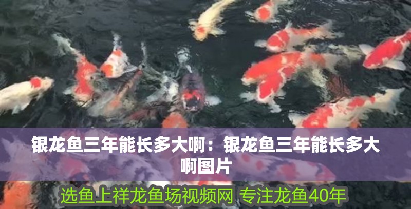 銀龍魚三年能長多大啊：銀龍魚三年能長多大啊圖片