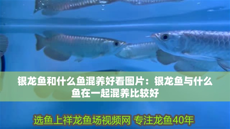 銀龍魚和什么魚混養(yǎng)好看圖片：銀龍魚與什么魚在一起混養(yǎng)比較好