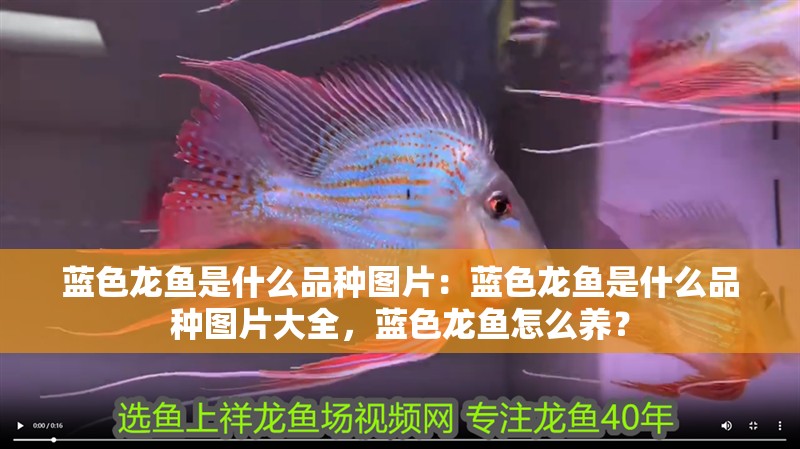 藍(lán)色龍魚(yú)是什么品種圖片：藍(lán)色龍魚(yú)是什么品種圖片大全，藍(lán)色龍魚(yú)怎么養(yǎng)？