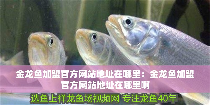 金龍魚加盟官方網站地址在哪里：金龍魚加盟官方網站地址在哪里啊