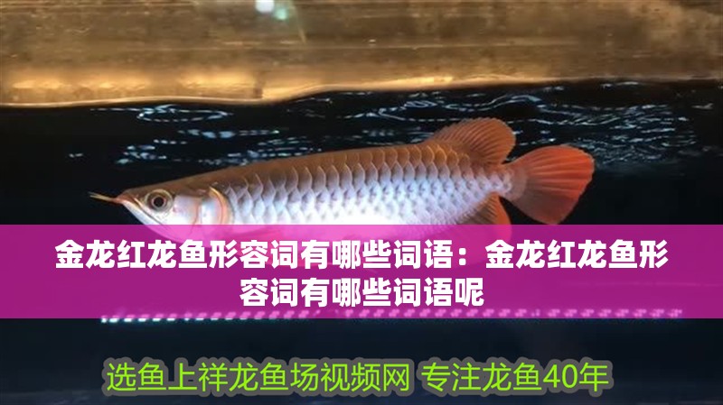 金龍紅龍魚形容詞有哪些詞語：金龍紅龍魚形容詞有哪些詞語呢