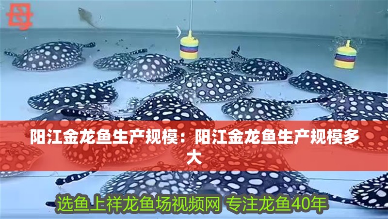 陽江金龍魚生產規模：陽江金龍魚生產規模多大