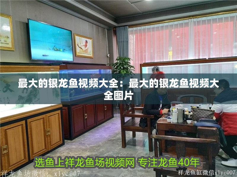 最大的銀龍魚視頻大全：最大的銀龍魚視頻大全圖片