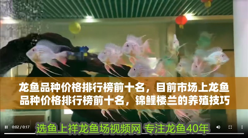 龍魚品種價格排行榜前十名，目前市場上龍魚品種價格排行榜前十名，錦鯉樓蘭的養殖技巧