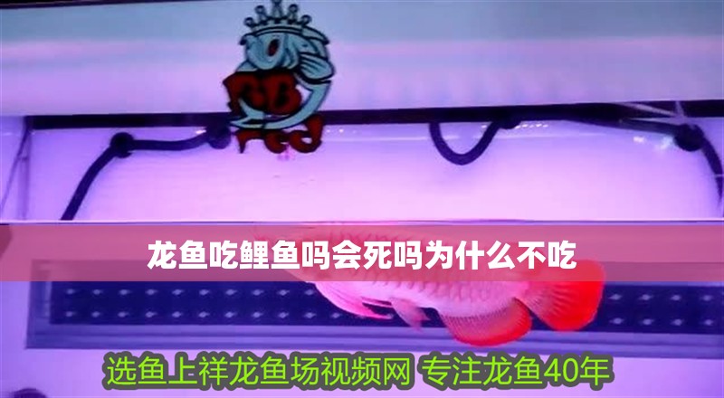 龍魚吃鯉魚嗎會死嗎為什么不吃