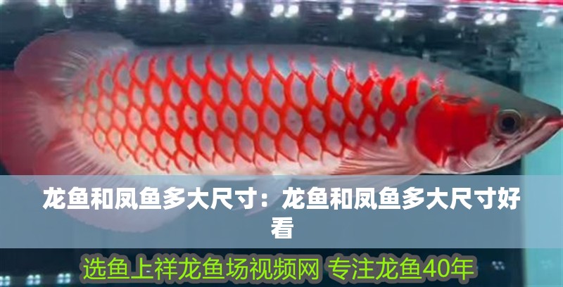 龍魚和鳳魚多大尺寸：龍魚和鳳魚多大尺寸好看