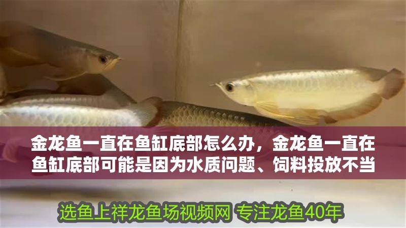 金龍魚一直在魚缸底部怎么辦，金龍魚一直在魚缸底部可能是因為水質問題、飼料投放不當或疾病等原因