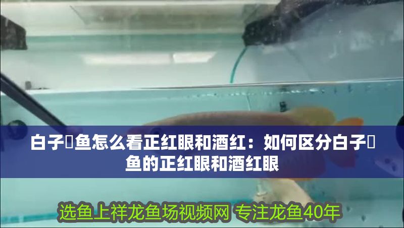 白子魟魚怎么看正紅眼和酒紅：如何區(qū)分白子魟魚的正紅眼和酒紅眼