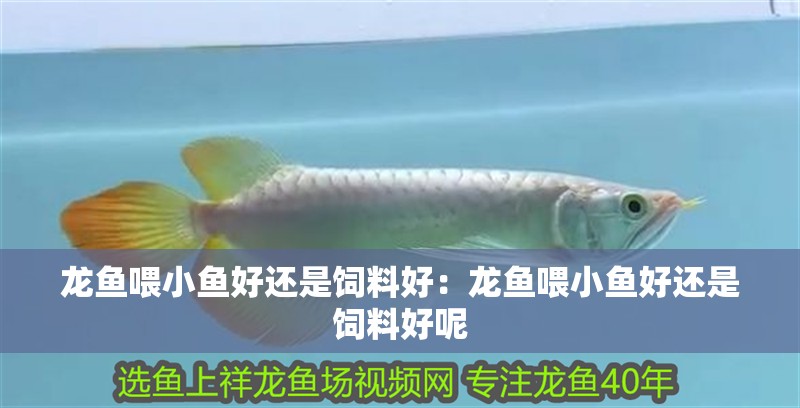 龍魚喂小魚好還是飼料好：龍魚喂小魚好還是飼料好呢