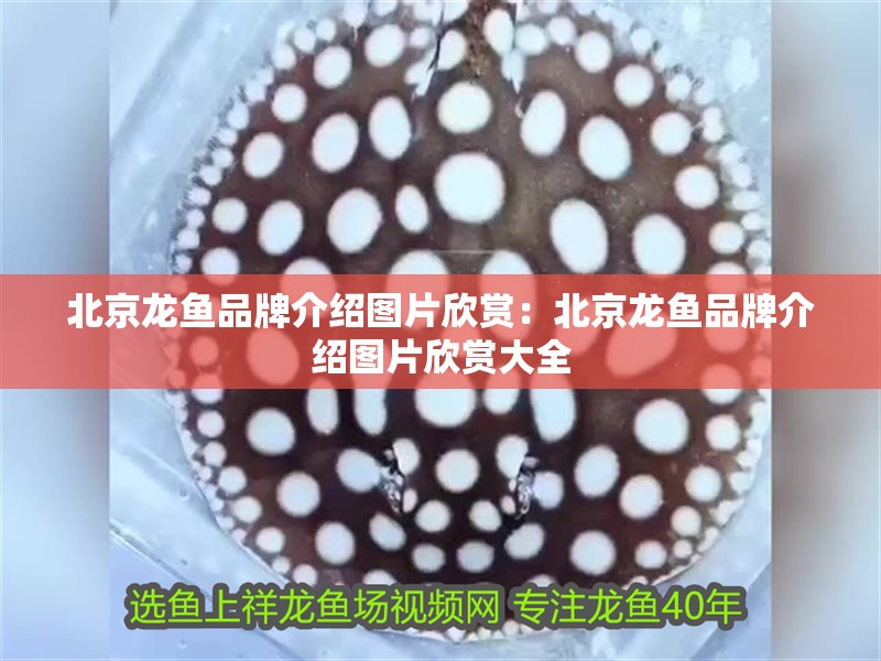 北京龍魚品牌介紹圖片欣賞：北京龍魚品牌介紹圖片欣賞大全