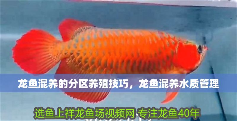 龍魚混養的分區養殖技巧，龍魚混養水質管理