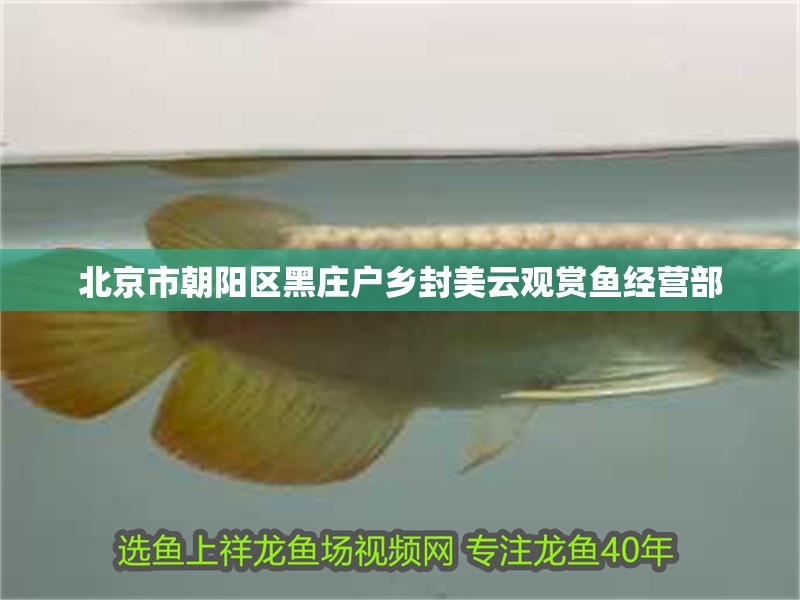 北京市朝陽區黑莊戶鄉封美云觀賞魚經營部