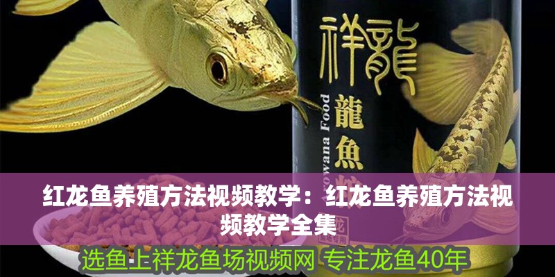 紅龍魚養殖方法視頻教學：紅龍魚養殖方法視頻教學全集