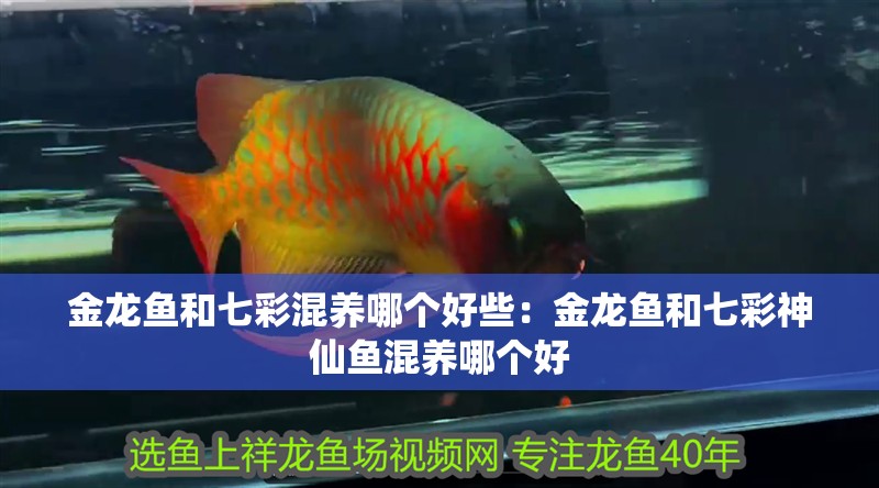 金龍魚和七彩混養(yǎng)哪個好些：金龍魚和七彩神仙魚混養(yǎng)哪個好