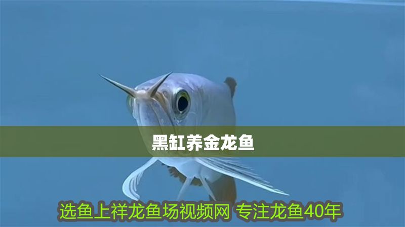 黑缸養(yǎng)金龍魚