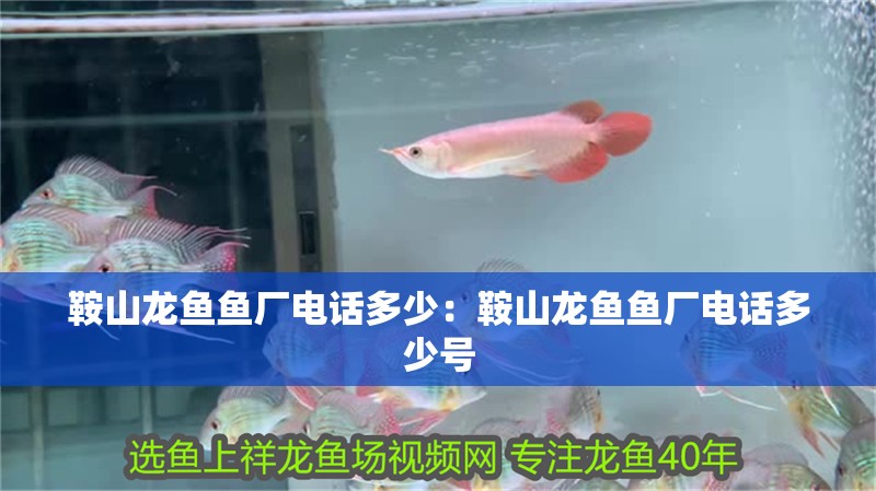 鞍山龍魚魚廠電話多少：鞍山龍魚魚廠電話多少號