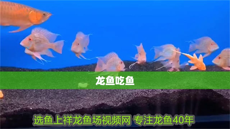 龍魚吃魚