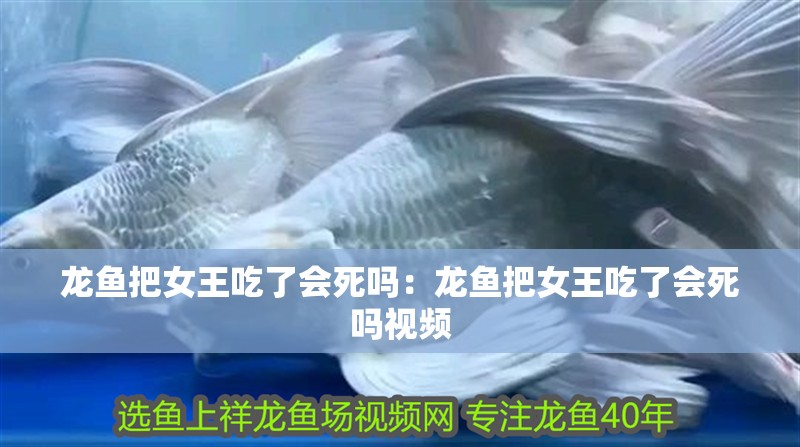 龍魚把女王吃了會死嗎：龍魚把女王吃了會死嗎視頻