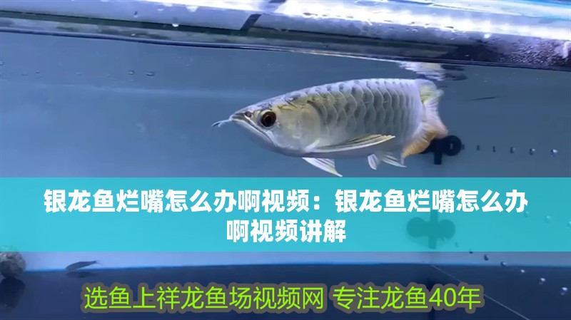 銀龍魚爛嘴怎么辦啊視頻：銀龍魚爛嘴怎么辦啊視頻講解