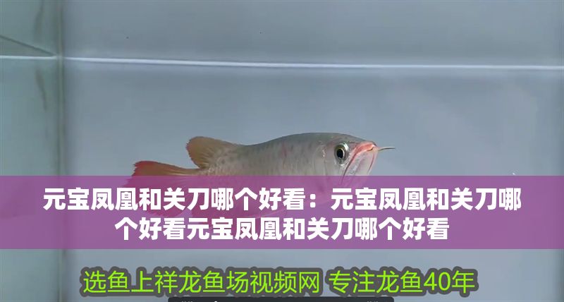 元寶鳳凰和關刀哪個好看：元寶鳳凰和關刀哪個好看元寶鳳凰和關刀哪個好看