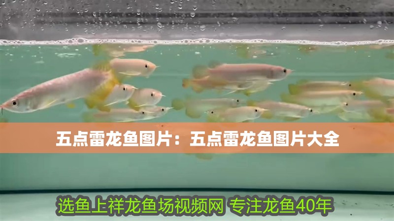 五點雷龍魚圖片：五點雷龍魚圖片大全